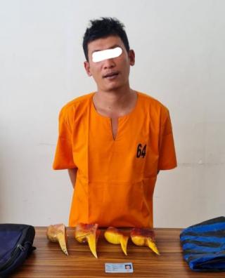 Polda Riau Tangkap Pemilik Paruh Burung Rangkong di Kantor Pos
