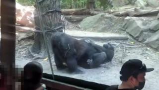 Aksi Sepasang Gorila di Kebun Binatang Terpergok Lakukan Seks Oral, Pengunjung Kaget