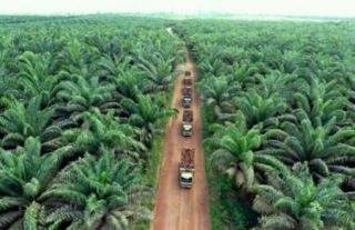 Skandal Kawasan Hutan 12.600 Hektar PT Rimba Seraya Utama di Kampar, Negara Membiarkan dan Siapa Diuntungkan?