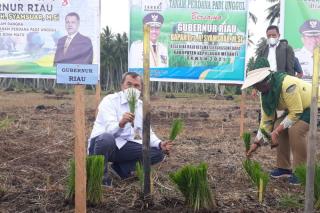Gubernur Riau & Istri Tanam Padi Bibit Unggul di Kepulauan Meranti