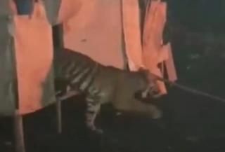 Viral! Video Harimau di Riau, Terekam Kamera Masuk Dalam Kandang Ayam