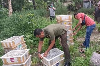 Balai Besar KSDA Riau Hentikan Pengangkutan 840 Burung Tanpa Dokumen Kemudian Dilepasliarkan