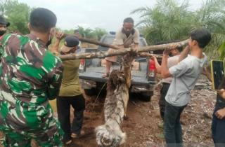 Kasihan, Harimau Sumatera Ditemukan Mati Terjerat di Bengkalis