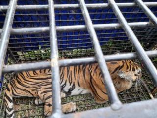 Lega, Harimau yang Terkam 2 Warga Merangin Akhirnya Ditangkap Tim BKSDA