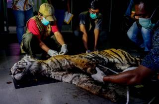 Kasihan, Hasil Nekropsi Harimau Mati di Bengkalis Riau karena Dehidrasi Berat dan Infeksi pada Kaki