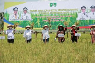 Gubri dan Wagubri Panen Raya Padi Kaya Gizi di Rohul