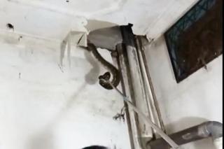 1 Ekor Lolos, Tim Damkar Pekanbaru Evakuasi Ular Sanca di Plafon Kamar Mandi Warga