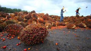Indonesia - Malaysia Perkuat Kerja Sama Bilateral Bidang Kelapa Sawit