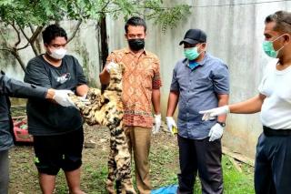 Penjual Kulit Harimau Dibekuk Polisi, Selembar Dijual Rp 70 Juta