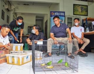 BBKSDA Riau Gagalkan Perdagangan Burung Jenis Cica Dilindungi yang Dikirim Lewat Travel