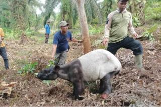 BB KSDA Riau Selamatkan Tapir di Minas, Satu Telapak Kakinya Putus
