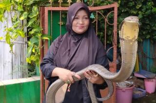 Kisah Nenek Ratu Ular di Purwokerto, tidak Doyan Makan saat Ularnya Mati