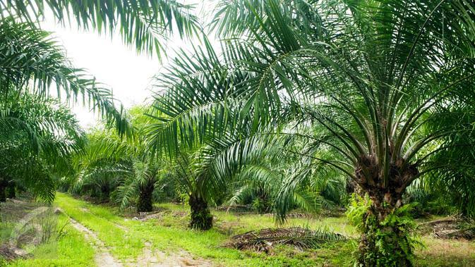 Koperasi Langgeng Tagih Sertifikat Lahan 10 Ribu Hektar ke PT Citra Riau Sarana di Kuansing