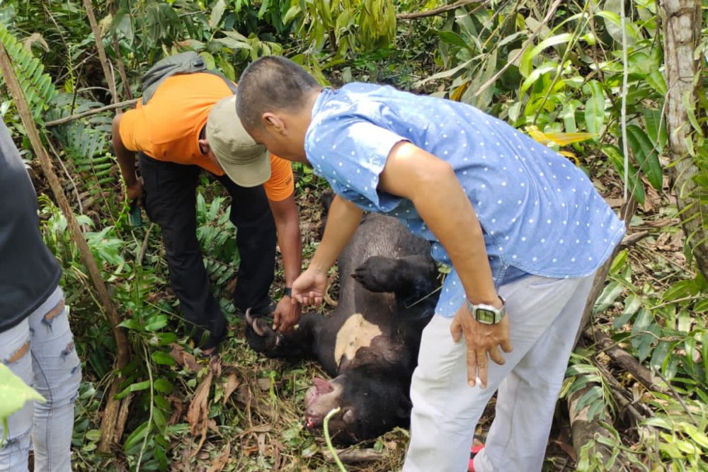 Kelompok Tani Madu Temukan Beruang Mati Terjerat di Minas Siak
