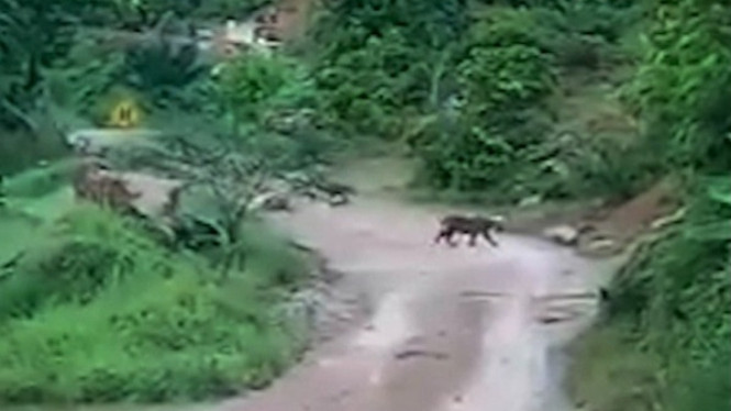 Terekam Kamera, Tiga Ekor Harimau Sumatera Masuk Perkebunan Warga
