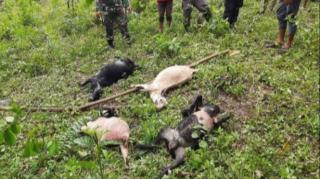 Mengganas, Harimau Sumatera Masuk Perkebunan Serang 4 Ekor Kambing 