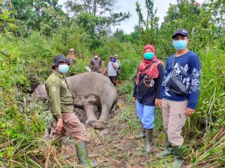 Seekor Gajah Ditemukan Mati di Ukui Pelalawan