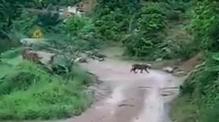 Terekam Kamera, Tiga Ekor Harimau Sumatera Masuk Perkebunan Warga