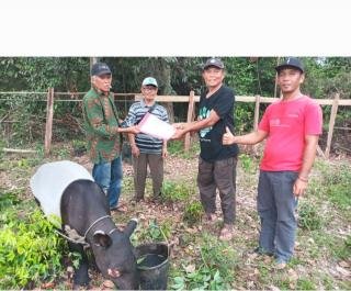BBKSDA Riau Selamatkan Tapir Terluka di Kuansing