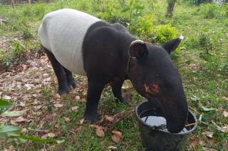 Hasil Pemeriksaan Tim Medis BBKSDA Riau, Luka di Mata Tapir yang Ditemukan di Kuansing akibat Benda Tajam
