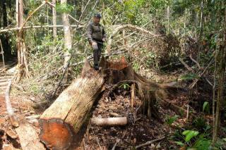 Jalan Rel Dibuat Perambah Hutan di Cagar Biosfer Giam Siak Bengkalis
