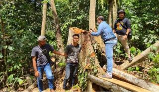 Polres Kampar Gulung 2 Orang Pembalak Kawasan Hutan Bukit Bungkuk