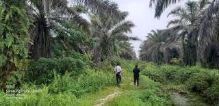 Tak Pikir Lagi Konflik Internal, Petani Kopsa M di Kampar Riau Berbenah Diri
