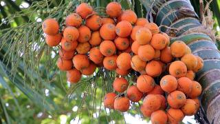 Harga Pinang Kering 100 Persen di Riau Naik Tipis Jadi Rp14.980 Ribu per Kg