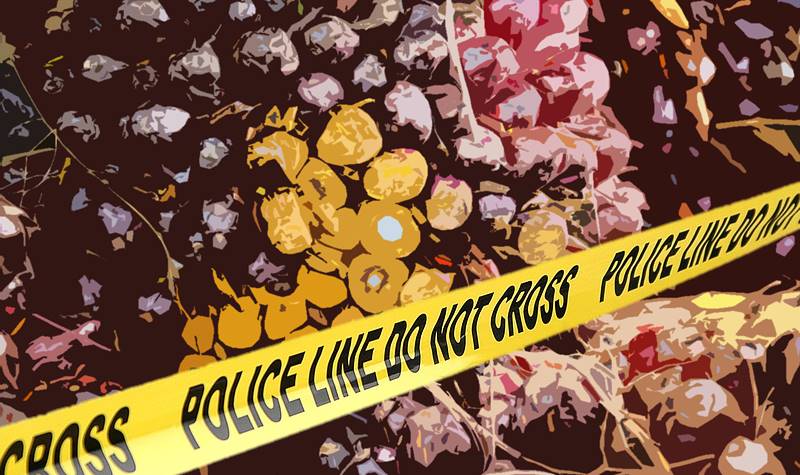 Curi Sawit Di Kebun Majikan, 4 Pekerja Asal Rohil di Gulung Polisi