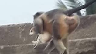 Balas Dendam, Kelompok Monyet Bantai 250 Anjing, Dilempar dari Atas Gedung dan Pohon