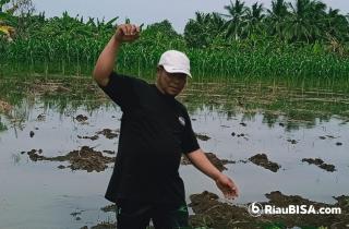 Dampak Banjir Rob, Legislator Meranti Minta Perhatian Pemerintah Disektor Pertanian