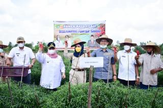 Ikut Panen Cabai, Bupati Kasmarni Pastikan Beri Perhatian Khusus pada Petani