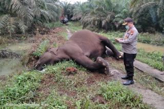 Gajah Menyusui Ditemukan Mati di Bengkalis, Begini Kronologisnya