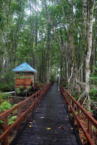Kadis LHK Beberkan Penyebab Kerusakan Gambut & Mangrove di Riau