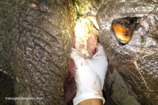 BBKSDA Riau Selesai Lakukan Nekropsi Gajah Mati di Bengkalis, Ini Hasilnya