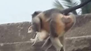 Balas Dendam, Kelompok Monyet Bantai 250 Anjing, Dilempar dari Atas Gedung dan Pohon