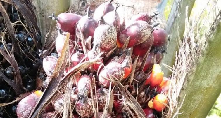 Petani Mengeluh, Harga Sawit di Jambi Rp 400 per Kg, Buah Dibiarkan Busuk