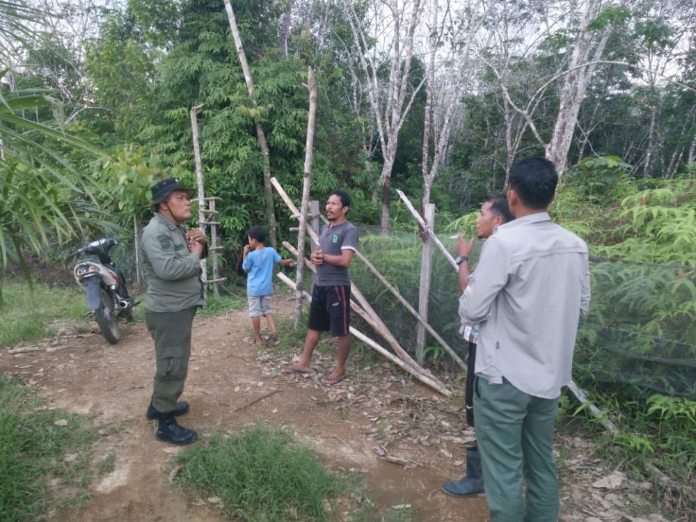 Warga Resah, 3 Ekor Beruang Madu Muncul di Kebun Karet di Kuansing