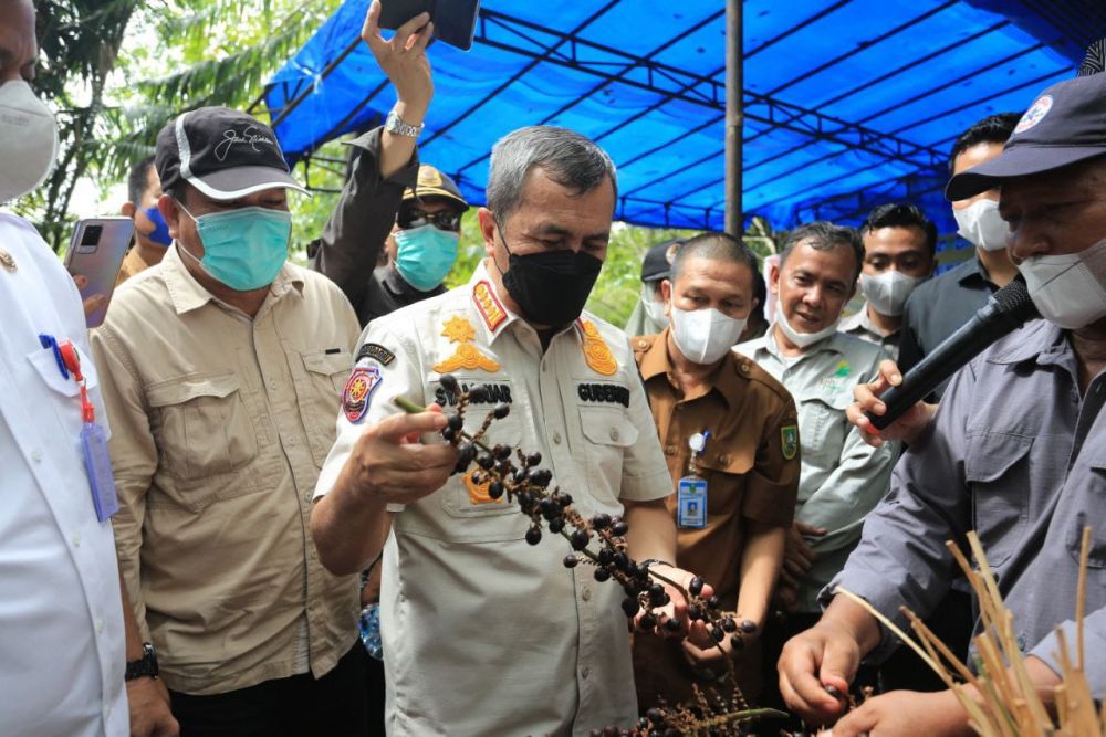 Tambah Penghasilan, Gubri Ajak Daerah Penghasil Karet untuk Tanam Jernang dan Budidaya Madu 