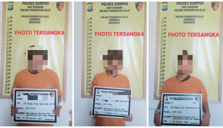 Tiga Pemuda di Riau Ini Terciduk Curi 48 Tandan Buah Sawit di Kebun CV MJS