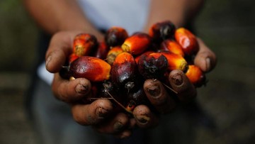 Disbun Riau Imbau PKS tidak Turunkan Harga TBS Kelapa Sawit Secara Sepihak