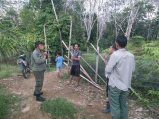 Warga Resah, 3 Ekor Beruang Madu Muncul di Kebun Karet di Kuansing