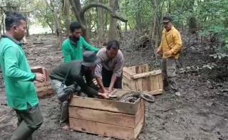BBKSDA Riau Lepasliarkan Lima Ekor Ular Piton dan Buaya Pernah Gigit Anak Sekolah