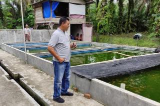 Kampung Lele Sialang Kubang Ini Sukses Raup Pendapatan 120 Juta Rupiah Sekali Panen