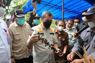 Tambah Penghasilan, Gubri Ajak Daerah Penghasil Karet untuk Tanam Jernang dan Budidaya Madu