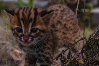 BBKSDA Riau Selamatkan Kucing Hutan dari Warga Kampar