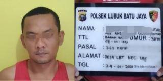 Pria di Inhu Ini Nekad Panen 80 Janjang Sawit di Kebun Milik CV Sinuan Gambir