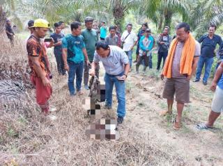 Ngeri! Pemilik Kebun Sawit di Minas Siak Tewas Diinjak-injak Gajah