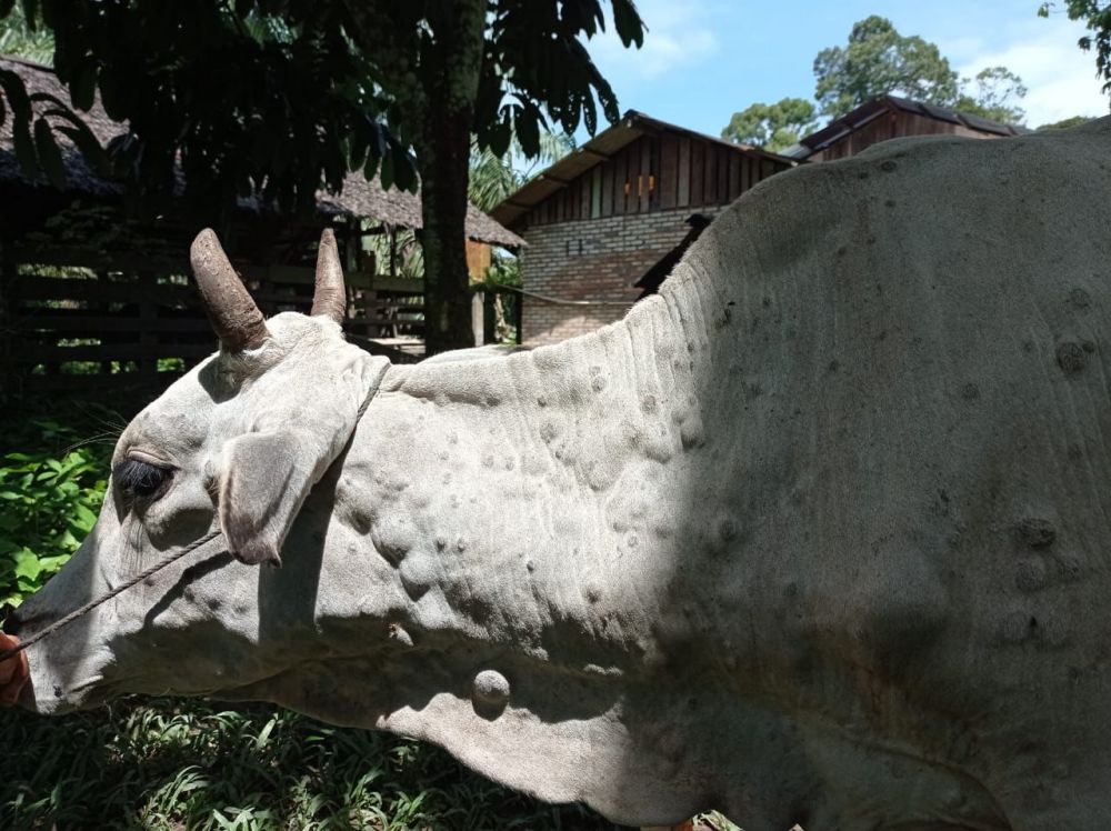 18 Sapi di Inhu Diduga Kena Penyakit Langka, Tim Langsung Mengambil Sampel Darah