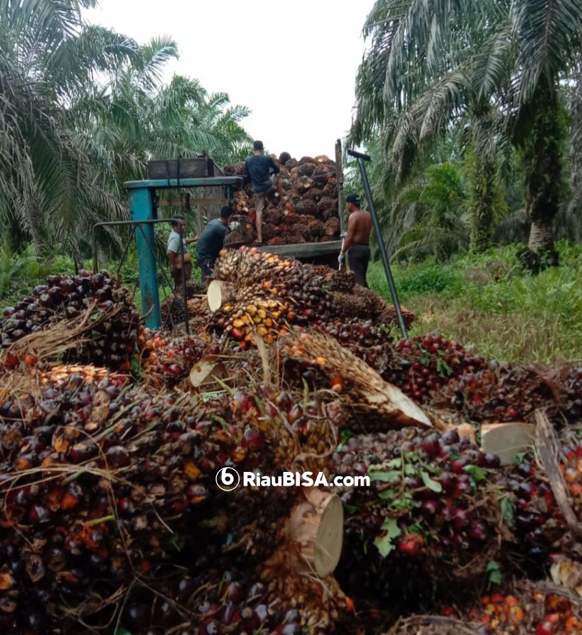 Turun Dikit, Harga TBS Sawit di Riau Periode 16-22 Februari Jadi Rp 3.565,77/Kg